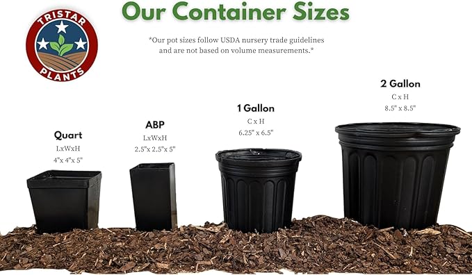 TriStar Plants - Thanksgiving Cactus - 4" inch Pot, Fasle Christmas Cactus, Easter Cactus, Holiday Plant, Winter Flowers, Christmas Plants, Winter Blooms (Orange)