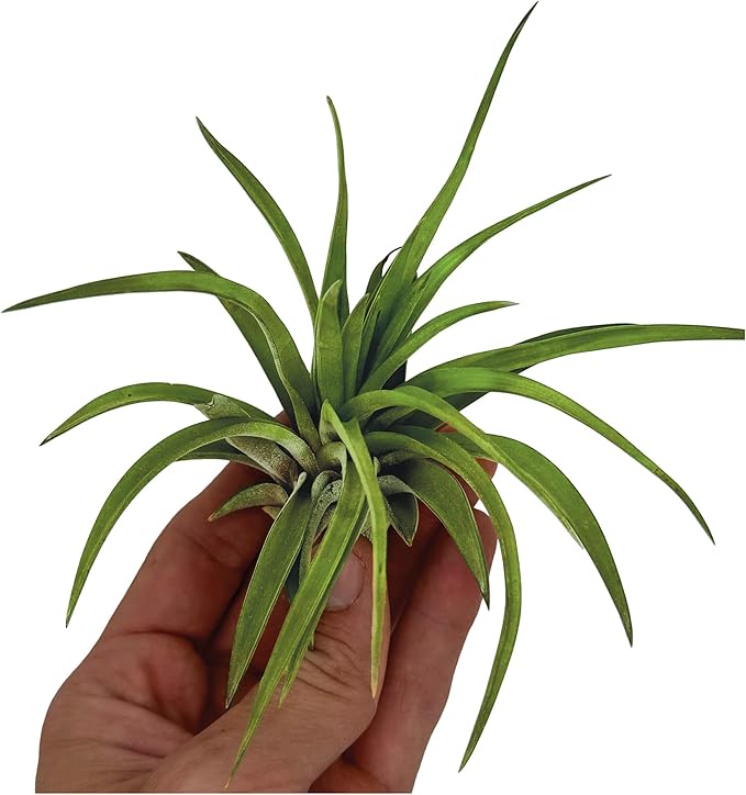 Air Plants - Tillandsia Brachycaulos Abdita, Large 4-6" - 1 ct - Live Arrival Guaranteed - House Plants for Home Decor & Gift