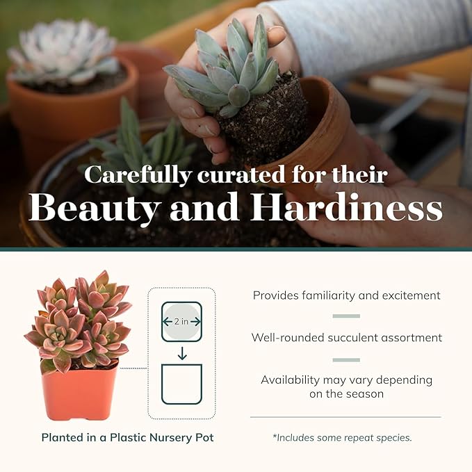 Shop Succulents Assorted Succulent Plant Pack Collection - Live Mini Succulent Plants, Low Maintenance, Mixture of Colors & Textures - Wedding and Party Favors, Gift & Garden, Pack of 12