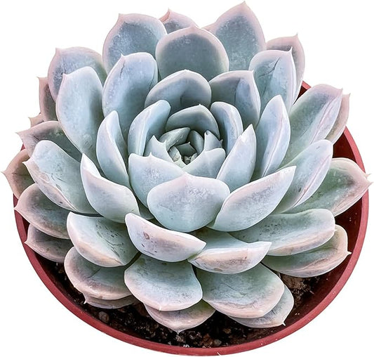 Live Succulent Plants Echeveria 'Snowballes', Easy Care Potted Succulents, Approx 4" D x 4" H, Indoor Houseplant, Unique Gifts, Home Office Décor