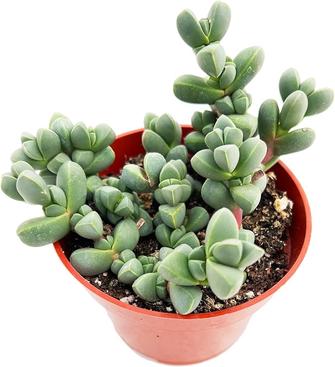 4-inch Succulent Corpuscularia lehmannii, Live Succulents Plants Fully Rooted in Pots with Soil, Easy-Care House Plants for DIY, Home Office Decoration
