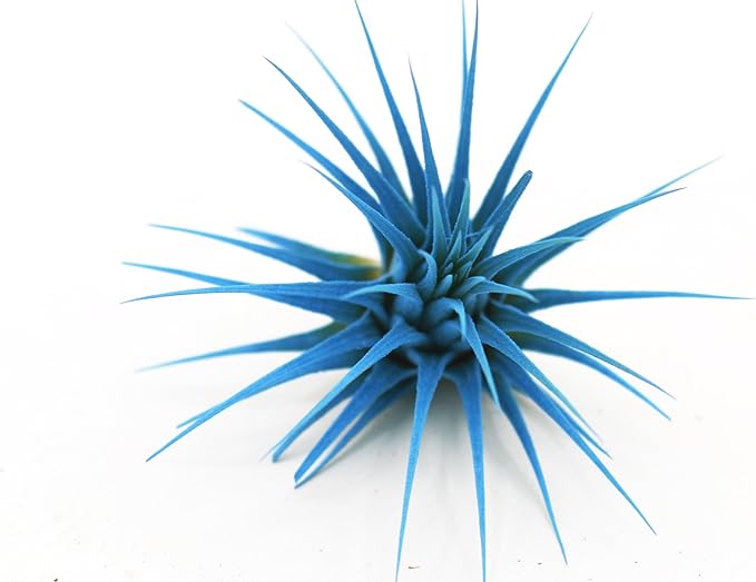 Dyed Tillandsia Ionantha Guatemala Enhanced Colored Colorful Air Plant Live Easy Care Indoor Outdoor Home Decor Gift Airplant by Awesome Industries Live Arrival Guaranteed (Light Blue)