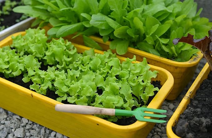 Premium Potting Soil Blend for Lettuce Iceberg - The Ultimate Mix for Healthy, Vibrant, and Crisp Lettuce - 10 Quart