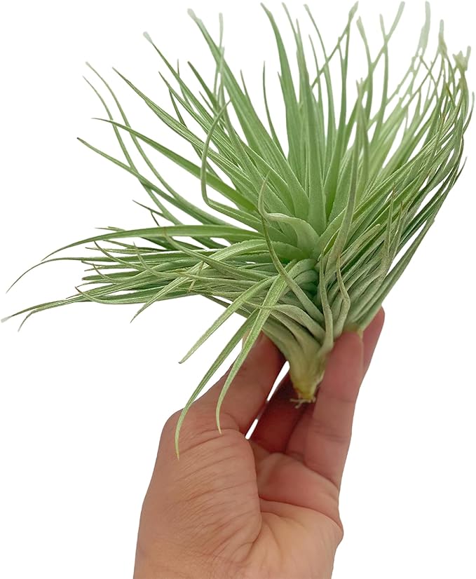 Air Plants - Flowering Tillandsia Rose BAER, Large 5" - 1ct - Live Arrival Guaranteed - House Plants for Home Decor & Gift
