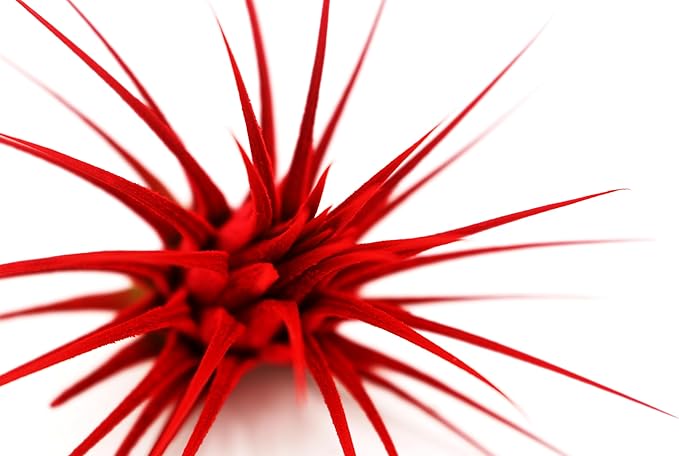 Dyed Tillandsia Ionantha Guatemala Enhanced Colored Colorful Air Plant Live Easy Care Indoor Outdoor Home Decor Gift Airplant by Awesome Industries Live Arrival Guaranteed (Red)