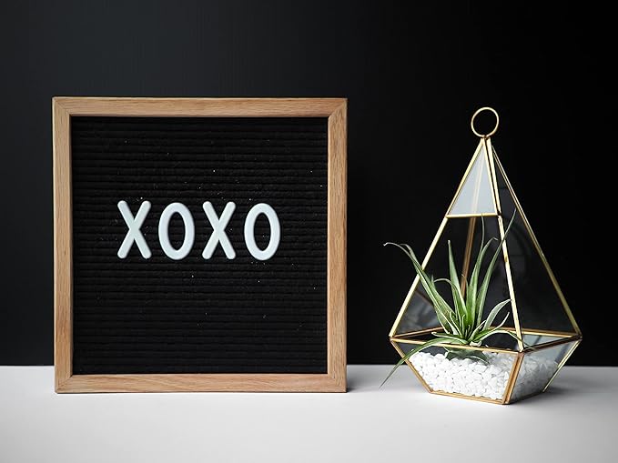 Shop Succulents | Assorted Collection | Variety of Species, Tropical House Plant for Home Décor, DIY Terrariums, 100-Pack