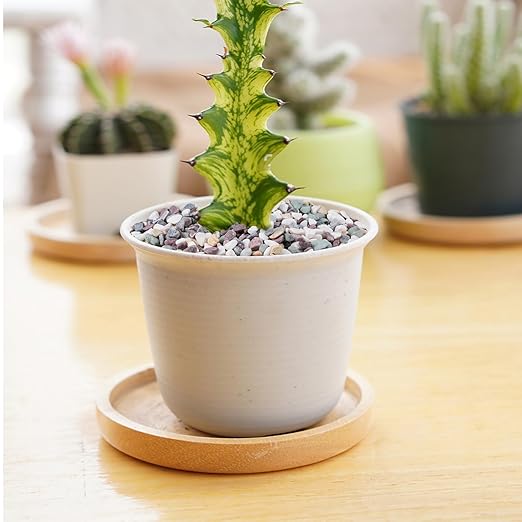 10 lbs Pea Gravel for Plants, Aquarium, Fish Tank, 3/8 inch Decorative Pebbles for Indoor Plants, Succulent, Bamboo, Vase, Drainage Rocks for Potted Plants, Top Dressing, Mixed Color