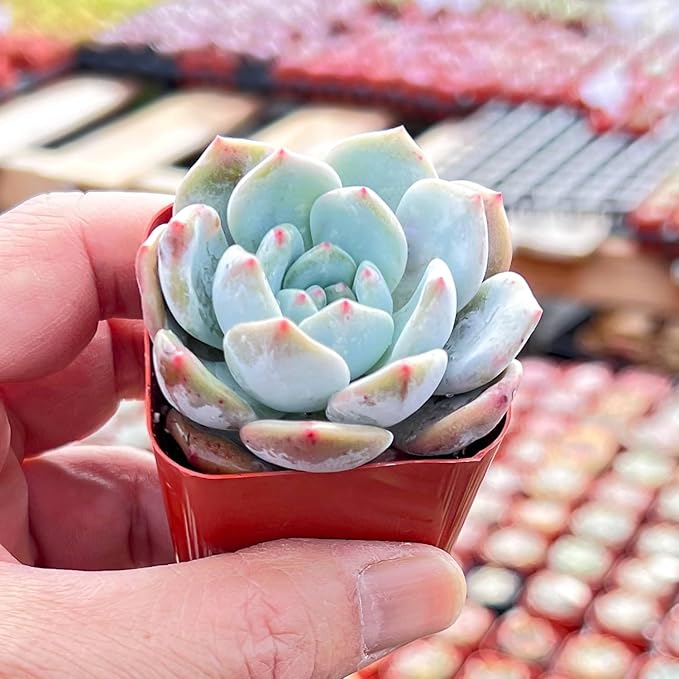 Live Succulent Graptoveria 'Orange Sorbetess', Approx 2-inch Large, Potted Succulents, Fully Rooted, Easy Care House Plants