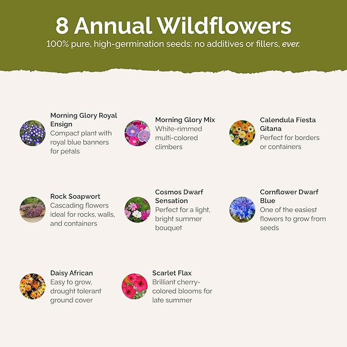 Eden Brothers Royal Meadow Flower Mixed Seeds for Planting, 1/4 lb, 120,000+ Seeds with Morning Glory, African Daisy | Attracts Pollinators, Plant in Spring or Fall, Zones 3, 4, 5, 6, 7, 8, 9, 10