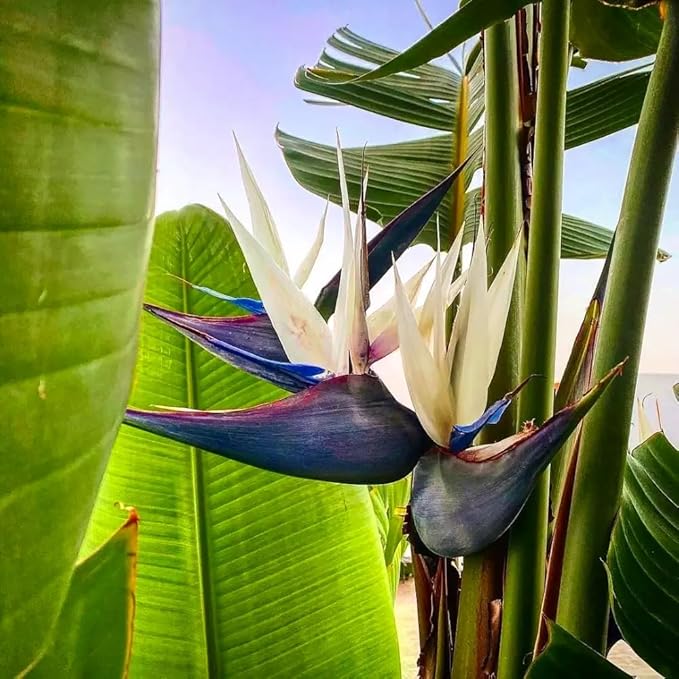 Bird of Paradise - White - Strelitzia Nicholai. (4 White BoP in Cup)