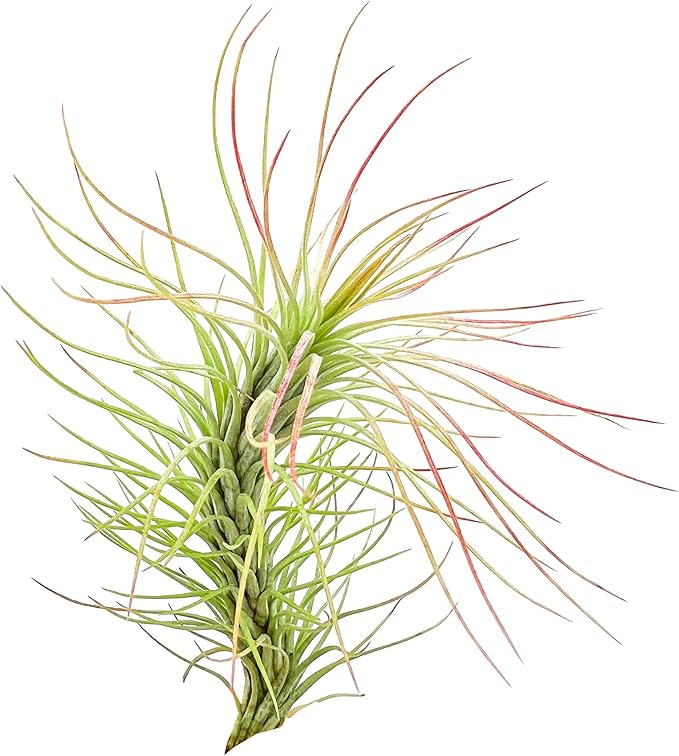 Air Plants - Tillandsia Funckiana, Large 5" - 5ct - Live Arrival Guaranteed - House Plants for Home Decor & Gift