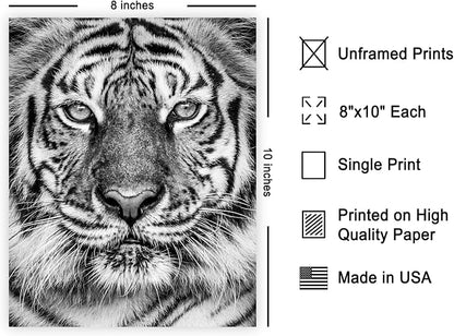 Poster Master Tiger Print - Image 2