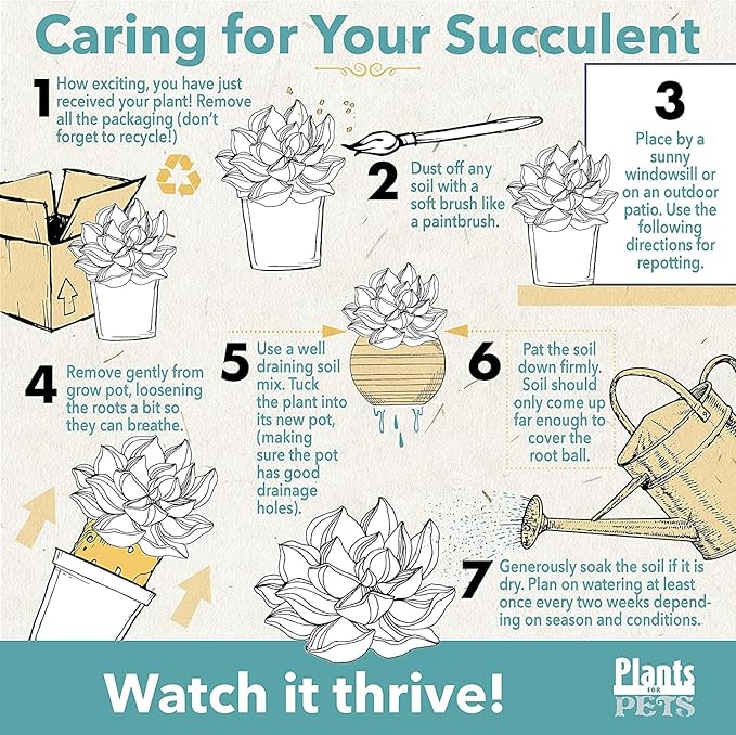 Live Succulents Plants Live Bulk Plant Tray (50 Pack), Bulk Succulents Live Indoor Plants Live Houseplants, Live Plants in Cactus and Succulent Soil Mix, Live Plant Kit Plant Gifts by Plants for Pets