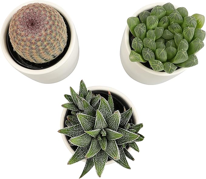 Plants for Pets Live Low Light House Plants in Ceramic Succulent Pots (3 Pack), Gasteria Succulent Plant and Cactus Plants Live with Potting Soil, Haworthia Succulents for Indoor Growing Home Décor