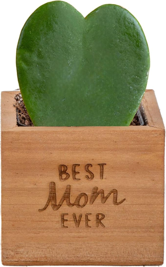 Costa Farms Live Indoor Plant Hoya Heart, Easy to Grow Succulent-Like Houseplant in Cute Decor Planter, Housewarming Gift, Office or Room Decor, 5-Inches Tall