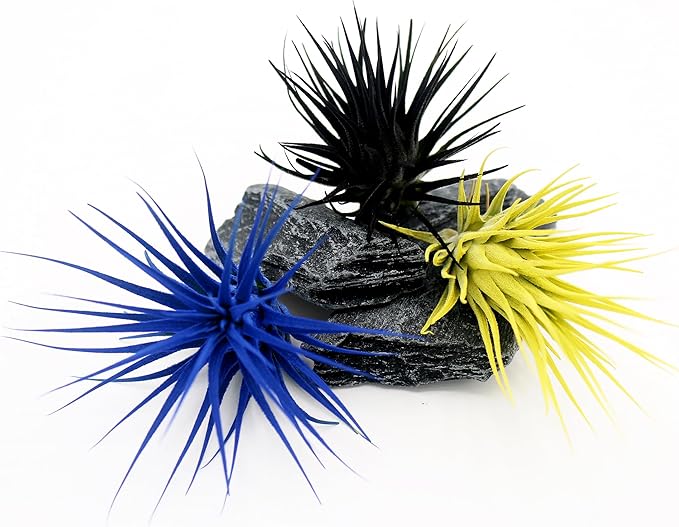 Live Extra Large Tillandsia Ionantha Guatemala Colorful Air Plant 3+ inch Enhanced Color Easy Care Indoor Outdoor Home Decor Gift Airplant by Awesome Industries (Yellow XL)