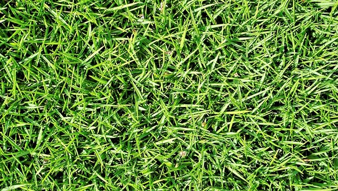 Brownie Brand Majestic Hulled Bermudagrass Seed | Premium Turf Grass for Dense, Drought-Resistant Lawns | Fast-Growing, Heat-Tolerant, Certified Seed for High-Traffic Areas. (1 Pound)