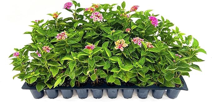 Lantana Confetti | 30 Live Plants | Lantana Camara | Colorful Garden Shrub | Drought Tolerant Perennial Plants