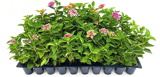Lantana Confetti | 10 Live Plants | Lantana Camara | Colorful Garden Shrub | Drought Tolerant Perennial Plants