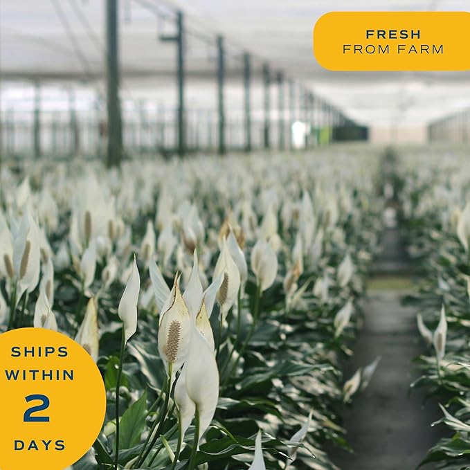 Costa Farms Peace Lily, Live Indoor Plant with Flowers, Easy to Grow Houseplant in Decorative Pot, Potting Soil, Thinking of You, Get Well Soon Gift, Room Decor, 1 Foot Tall