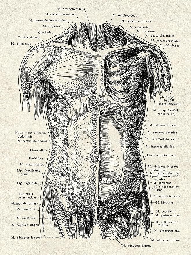 Ohhvvow Human Anatomy Artwork Medical Wall Art Canvas, 12 * 18 Inch Muscle - Image 3