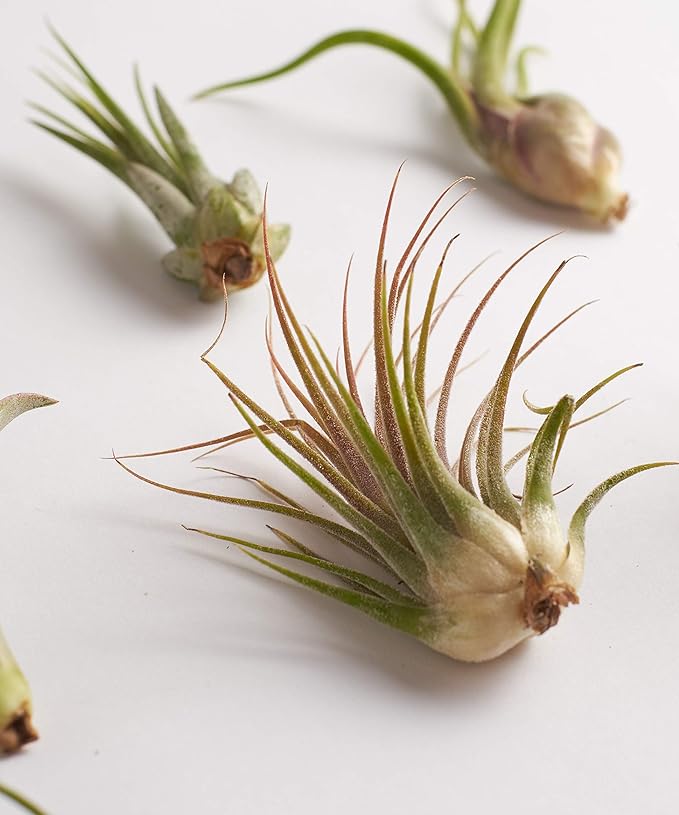 Shop Succulents | Assorted Collection | Variety of Species, Tropical House Plant for Home Décor, DIY Terrariums, 100-Pack