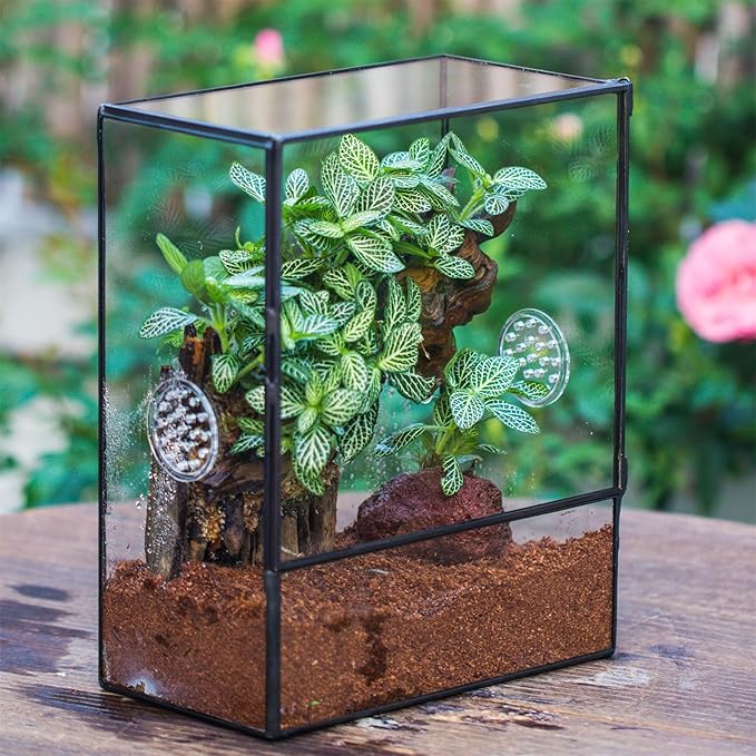 NCYP Glass Terrarium with Front Opening Door and 3 Vents for Insects, Snail, Spider, Glass Enclosure - 8"x4.5"x10" Clear Closed Plant Greenhouse Box (Terrarium Only)