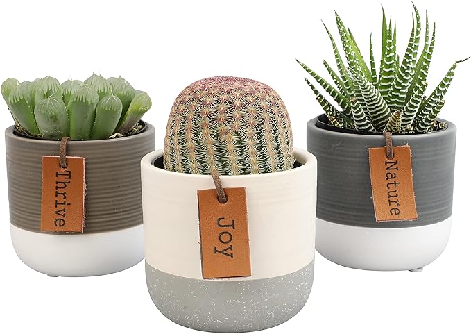 Succulents Plants Live in Plant Pot Set (3 Pack), Succulent Cactus Plants Live Plants, Indoor Plants Live Gardening Gifts for Plant Lovers, Live Succulents Plants Live Houseplants by Plants for Pets