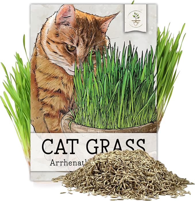 Seed Needs Cat Grass Seeds for Planting 10,000+ Seeds | Arrhenatherum Elatius Easy to Grow Non GMO Untreated | Oat Cat Grass Variety Seeds Great for Indoor Planting | Bulk