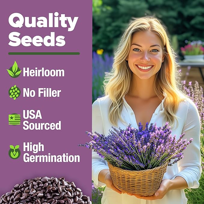 HOME GROWN 𝗨𝗦𝗔 𝗣𝗥𝗘𝗠𝗜𝗨𝗠 English Lavender Seeds 2 Pack 3000 𝗡𝗢𝗡-𝗚𝗠𝗢 Wildflower Seed, for Planting Indoor Outdoor High Germination Flower Seeds (Lavandula antustifolia)