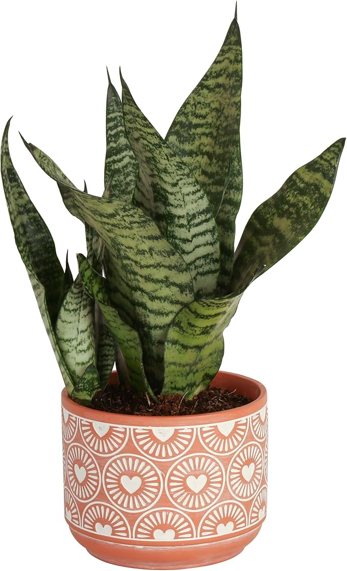Costa Farms Snake, Sansevieria Mother-In-Law's Tongue in Mid-Century Modern Planter Stand Fits on Floor/Tabletops, Live Indoor Plant, 12-Inch Tall, Grower's Choice