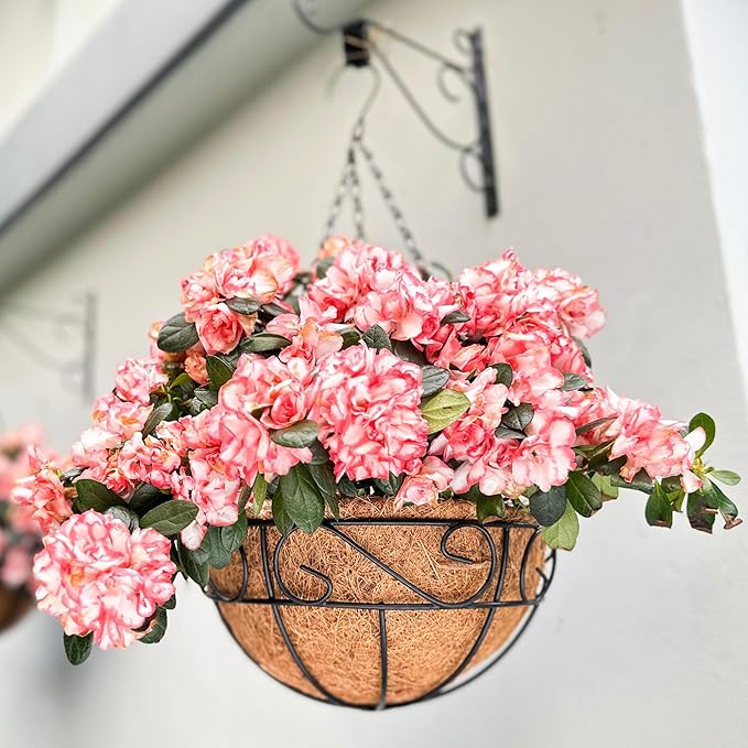 LaLaGreen Hanging Planter for Outdoor Plants (2 Pack, 12 Inch) Hanging Baskets with Coco Liner, Metal Wire Flower Basket Pots with Hook Hanger Balcony Porch Farmhouse Country Style Garden Decor