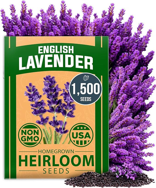 HOME GROWN 𝗨𝗦𝗔 𝗣𝗥𝗘𝗠𝗜𝗨𝗠 English Lavender Seeds 1,500+ 𝗡𝗢𝗡-𝗚𝗠𝗢 Wildflower Seed for Planting Indoor/Outdoor, High Germination, Plant Flower Seeds (Lavandula antustifolia)