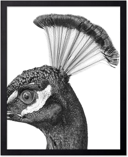 Poster Master Vintage Peacock Poster by PosterMaster