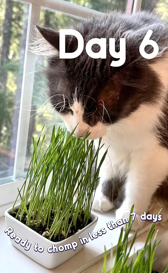 Cat Grass Seeds Deluxe Blend – Tender, Smooth and Chonky – Grows 12 Pots of Fresh Cat Grass for Indoor Cats – Easy & Fast to Grow Small Pack Grows 150 Square inches of Edible cat Grass – Vitamunch