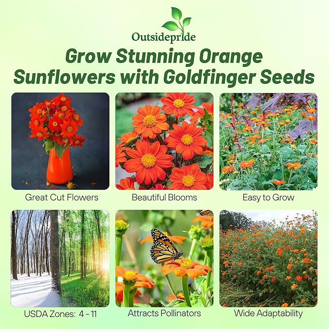 Outsidepride Goldfinger Mexican Sunflower Seeds - 1000 Pcs Annual, Easy-to-Grow, Orange Tithonia Speciosa Flower Seeds w/Drought-Tolerant Blooms for Pollinator Gardens & Vibrant Summer Landscaping