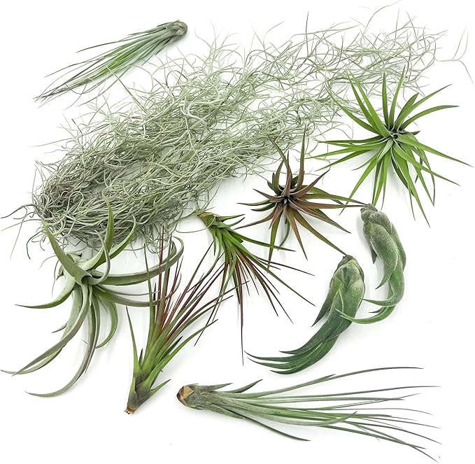 Live Air Plants - Tillandsia Gift Box TOR Variety Pack - 10 Count Large, 4-10 inches – Live Indoor Plants & Live 15 inch Spanish Moss – Live Plants for Home décor, Live Arrival Guaranteed