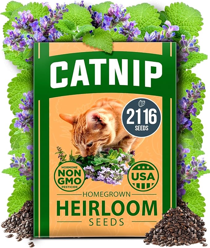 HOME GROWN 𝗨𝗦𝗔 𝗣𝗥𝗘𝗠𝗜𝗨𝗠 Catnip Seeds (Bulk Pack) 𝗡𝗢𝗡-𝗚𝗠𝗢 Heirloom Herb 2,116 Seeds - Indoor or Outdoor Seed - High-Germination Cat Nip - Cat Safe Plants (Nepeta cataria)