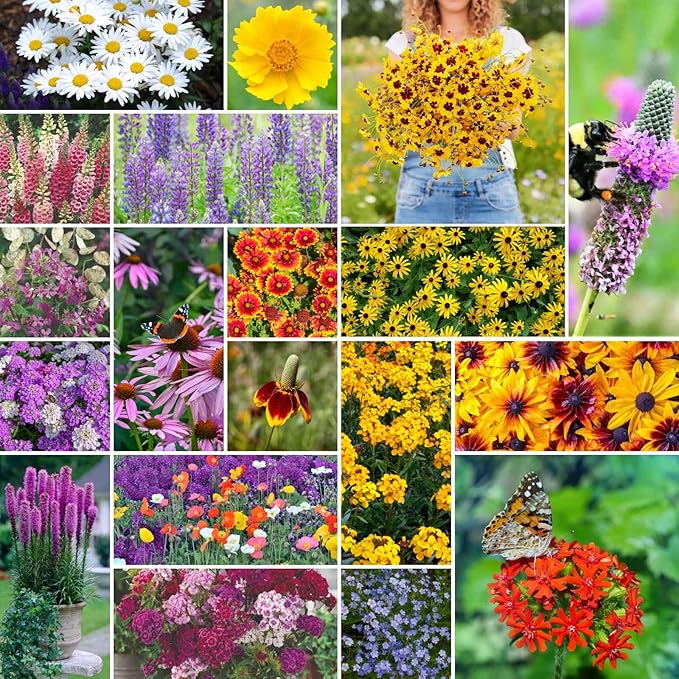 Eden Brothers All Perennial Wildflower Mixed Seeds for Planting, 1/4 lb, 120,000+ Seeds with Lupine, Shasta Daisy | Attracts Pollinators, Plant in Spring or Fall, Zones 3, 4, 5, 6, 7, 8, 9, 10