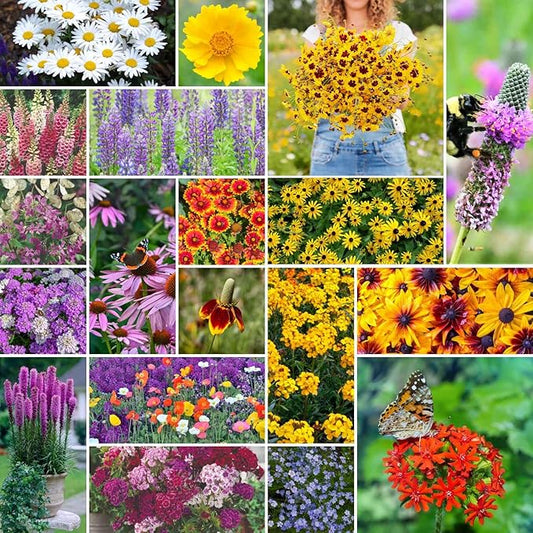 Eden Brothers All Perennial Wildflower Mixed Seeds for Planting, 25 lb, 12,000,000+ Seeds with Lupine, Shasta Daisy | Attracts Pollinators, Plant in Spring or Fall, Zones 3, 4, 5, 6, 7, 8, 9, 10