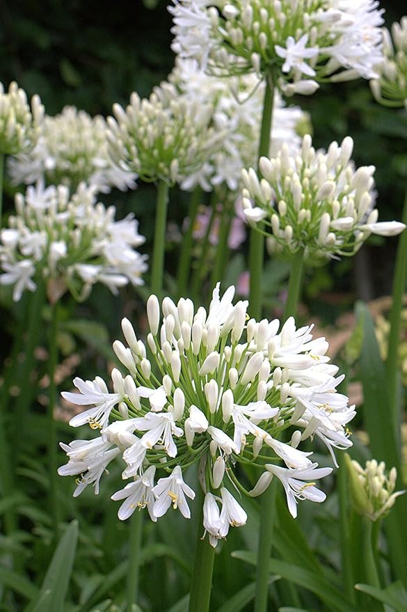 Getty White Agapanthus | 3 Live Plants | Agapanthus africanus ‘Getty White’ | Perennial Flowering Plants | Drought Tolerant Plants for Landscaping