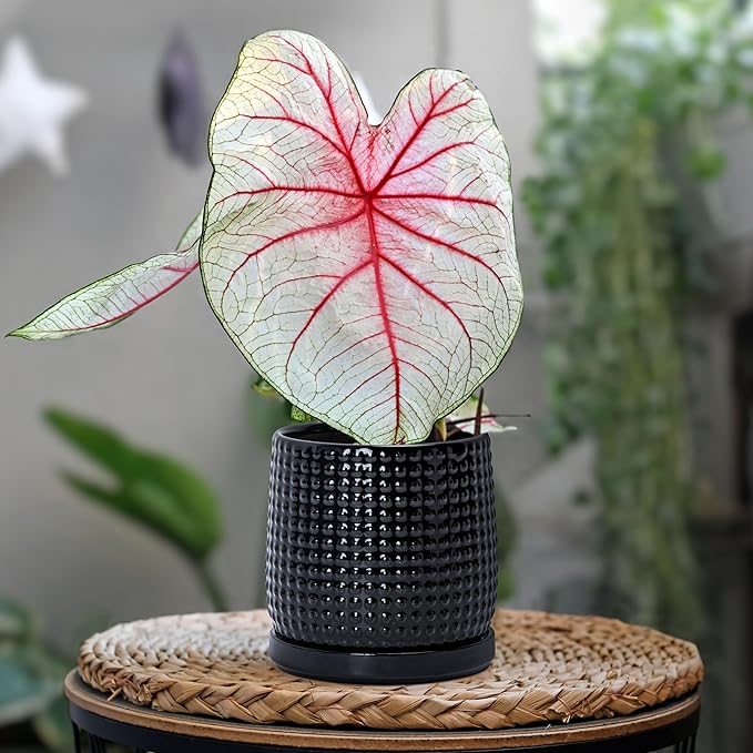 D'vine Dev 6 Inch 4 Inch Ceramic Indoor Planter Pots with Drainage Hole and Saucer, Beaded Design Flower Pots, Set of 2, Gloss Black, 27-D-U-2