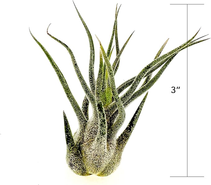 Air Plants - Tillandsia Pruinosa, Large 3-5" - 3ct - Live Arrival Guaranteed - House Plants for Home Decor & Gift