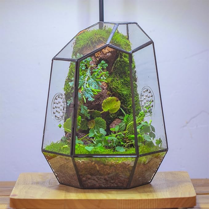 NCYP Closed Geometric Glass Enclosure with Front Opening Door & 2 Vent Holes for Insects, Succulent, Cacti - 7.9"x6.9"x9.8" Black Irregular Terrarium Planter - Home Garden Tabletop Decor (No Plants)