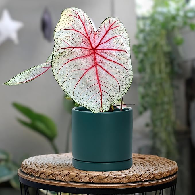 D'vine Dev Set of 2 Plants Pots, 4.6 Inch Ceramic Planter Pot for Plants with Drainage Hole and Saucer, Teal, 94-V-B-9