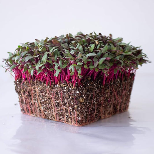 Beet Seeds - Red Round - 4 Oz ~6,000 Seeds - Beta vulgaris - Microgreens Seed - Non-GMO, Heirloom, Open Pollinated, Annual