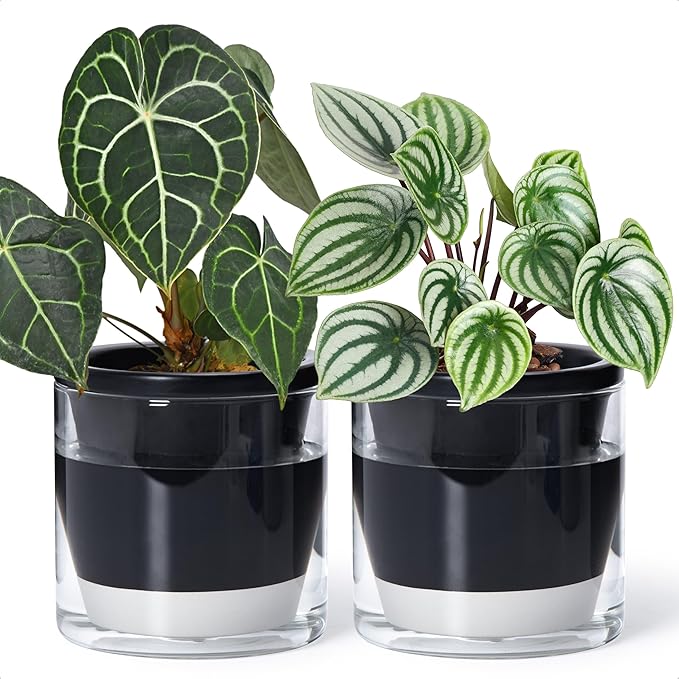 D'vine Dev 6 Inch Design Self Watering Planter for Indoor Plants, Black Terracotta Pot with Cylinder Glass Cup, Set of 2, 37-Y-B-3