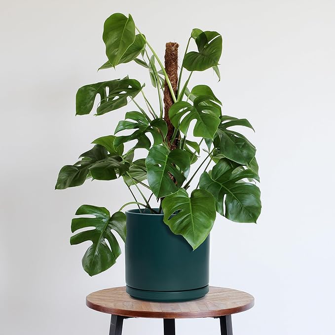 D'vine Dev 10 Inch Ceramic Planter Pot with Drainage Hole and Saucer, Indoor Cylinder Round Planter Pot, Teal, 94-O-E-9