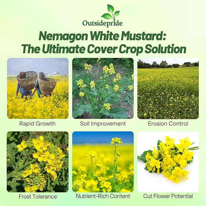 Outsidepride White Mustard Seeds for Planting - 5 lb Annual Cover Crop Seeds w/Deep Root System, High Protein Forage, Ideal for Soil Fertility, Crop Rotations, & Livestock Nutrition