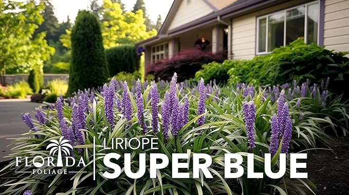 Liriope Super Blue | 20 Live Plants | Liriope muscari 'Super Blue' | Ornamental Ground Cover Plants | Shade-Tolerant Landscaping Perennial
